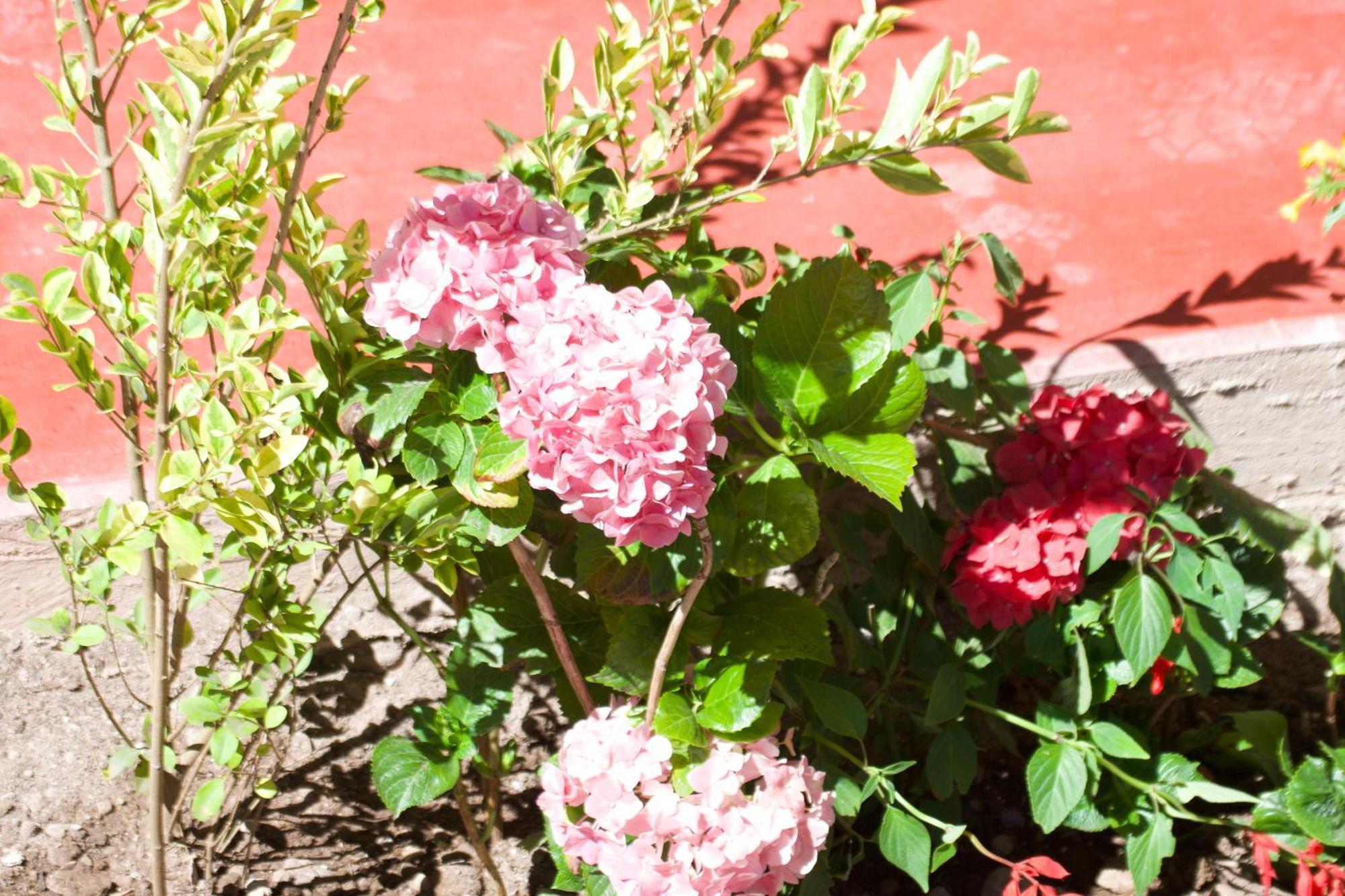 New Experiences Valle Sagrado Bed & Breakfast Urubamba Luaran gambar
